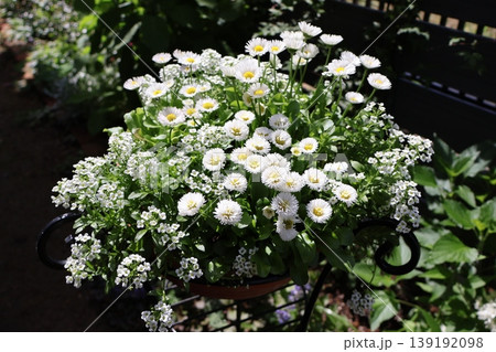 白いデージーとアリッサムの寄せ植え 白いデージーとアリッサムの寄せ植え 139192098
