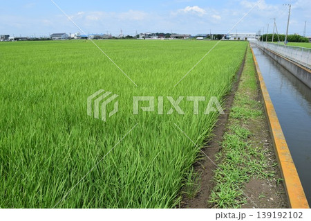 初夏の水田 茨城県南部地域 初夏の水田 茨城県南部地域 139192102