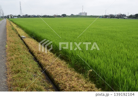 初夏の水田 茨城県南部地域 初夏の水田 茨城県南部地域 139192104