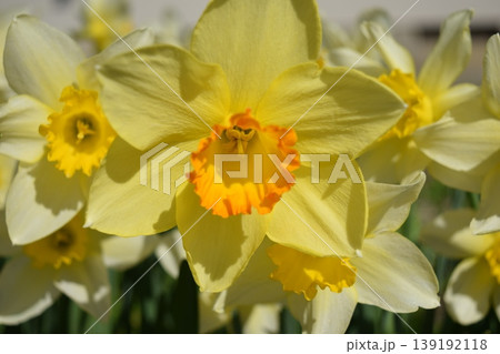 スイセンの花 139192118