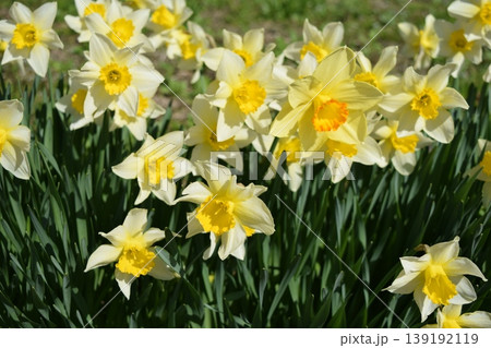 スイセンの花 スイセンの花 139192119