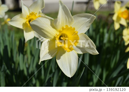 スイセンの花 スイセンの花 139192120