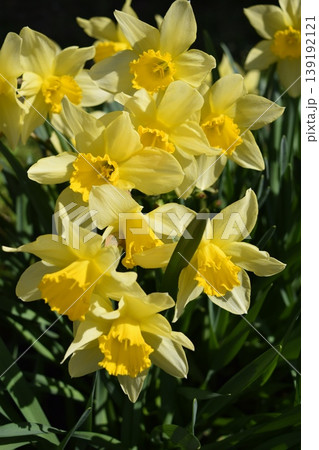 スイセンの花 139192121