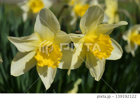 スイセンの花 スイセンの花 139192122