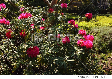春の陽射しの中で花びらが開き始めた福蔵院のシャクナゲ(3) 春の陽射しの中で花びらが開き始めた福蔵院のシャクナゲ(3) 139192125