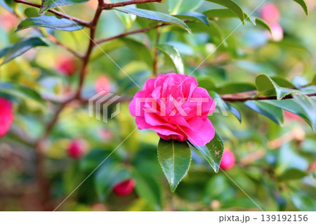 可愛い　サザンカの花 139192156