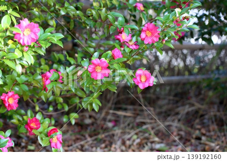 可愛い サザンカの花 可愛い サザンカの花 139192160