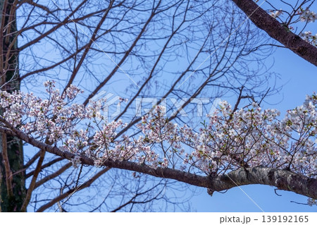 春の象徴:青空バックに映える満開の桜 春の象徴:青空バックに映える満開の桜 139192165