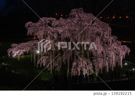 滝桜の夜桜 139192215