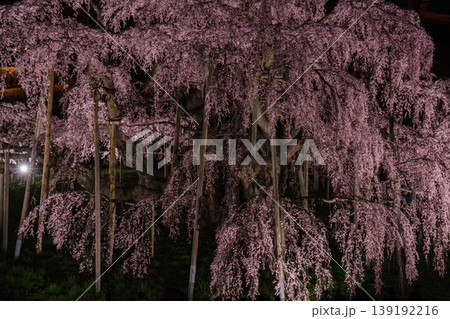 夜桜の花びら 夜桜の花びら 139192216