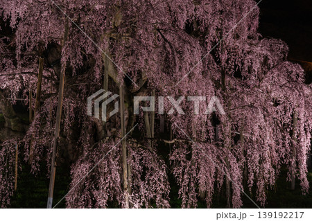 滝桜の夜景 滝桜の夜景 139192217