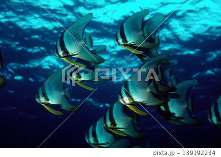 魚の群れ　ツバメウオ　海中写真 139192234
