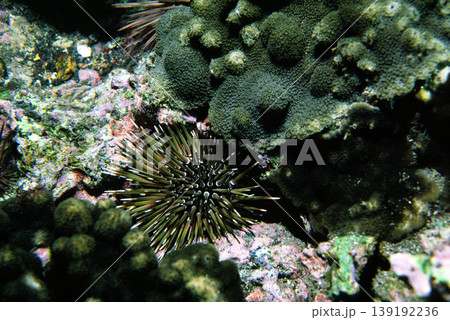 ウニ ツマジロナガウニ 海中写真 ウニ ツマジロナガウニ 海中写真 139192236