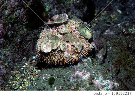 ラッパウニ　危険な生物　海中写真 139192237