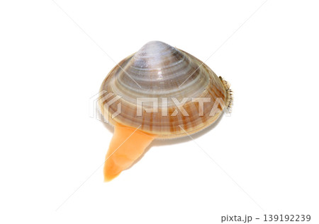 バカガイ　アオヤギ　白バック　食材 139192239
