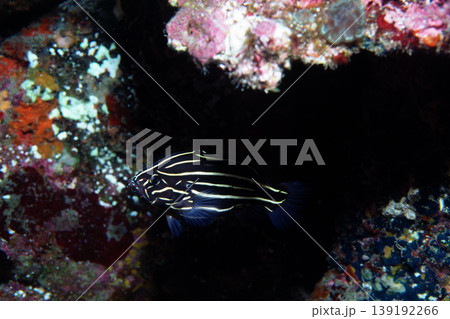 ヌノサラシ　ハタの仲間　海中写真 139192266