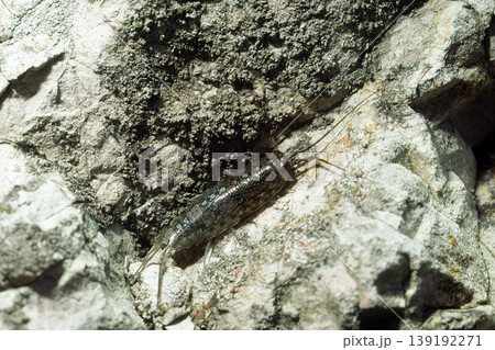 脱皮したフナムシ　海辺の生物　下半身脱皮 139192271