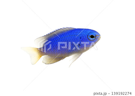 ソラスズメダイ 磯の魚 白バック ソラスズメダイ 磯の魚 白バック 139192274