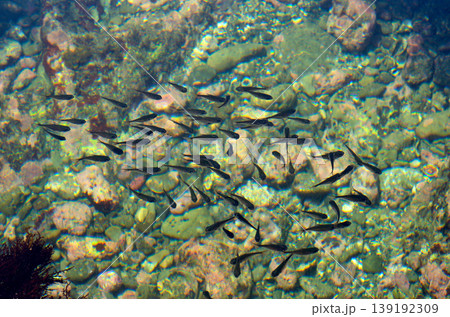 ハタンポの幼魚　潮だまり 139192309