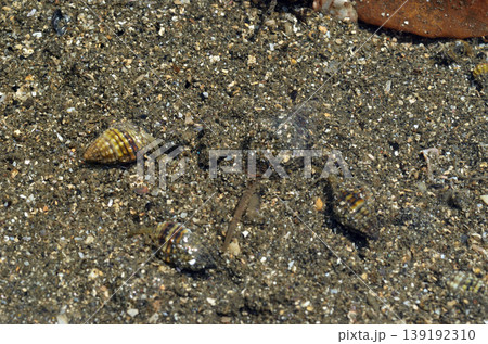 アラムシロガイ 海辺の生物 干潮時 アラムシロガイ 海辺の生物 干潮時 139192310