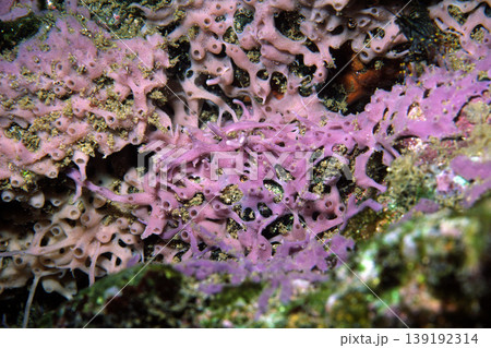カイメン ムラサキカイメン 海辺の生物 カイメン ムラサキカイメン 海辺の生物 139192314