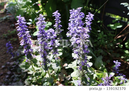 紫色の花を咲かせたアジュガ 139192370
