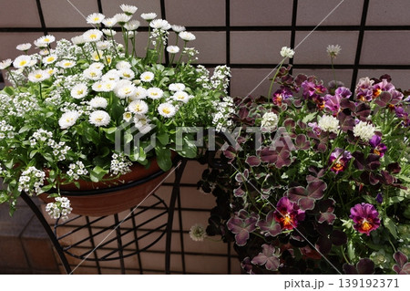 玄関前の花の寄せ植え＆寄せ鉢 139192371