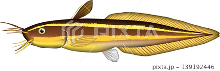 魚イラスト 「ゴンズイ」 ベクター形式 白背景単体 魚イラスト 「ゴンズイ」 ベクター形式 白背景単体 139192446