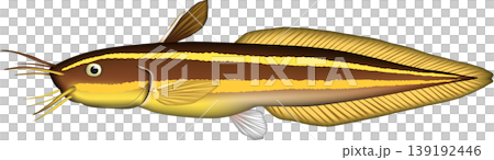 魚類插圖：「Gonzo」（鯰魚），向量格式，白色背景。 139192446