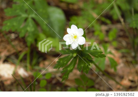 春の森に咲くニリンソウの花 139192502