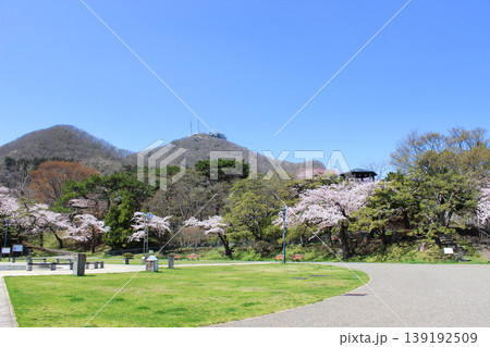 函館公園の桜 139192509