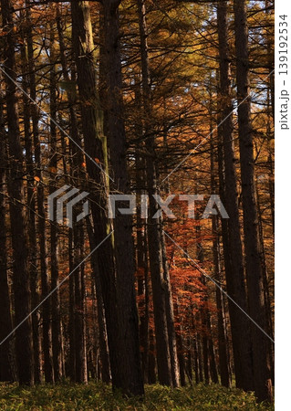 紅葉した木々 紅葉した木々 139192534