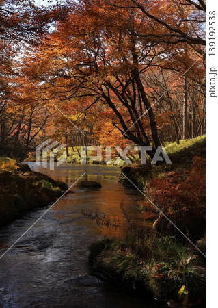 紅葉した木々 紅葉した木々 139192538