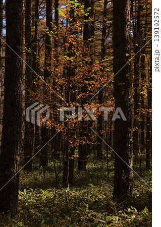 紅葉した木々 紅葉した木々 139192572