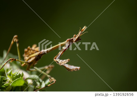 Predatory mantis on plant. Close-Up of mantis in natural habitat 139192656