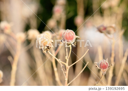 可愛い　フヨウの枯れ蕾 139192695