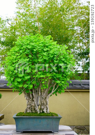 9587 盆栽 いちょう BONSAI 9587 盆栽 いちょう BONSAI 139192723