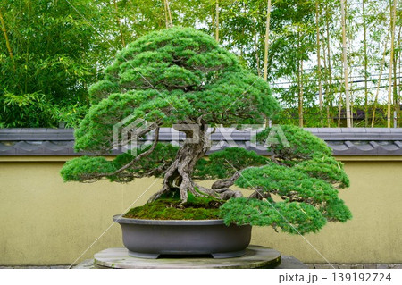 9588 盆栽 五葉松 「千代の松」 BONSAI 9588 盆栽 五葉松 「千代の松」 BONSAI 139192724