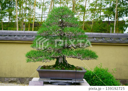 9589　盆栽　黒松　「青嵐」　BONSAI 139192725