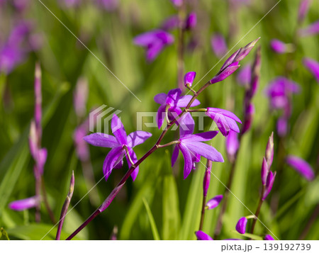 花壇に咲いたシランの花 139192739