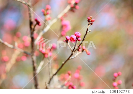 可愛い 梅の蕾 可愛い 梅の蕾 139192778