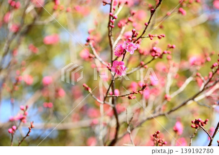 可愛い　梅の花 139192780
