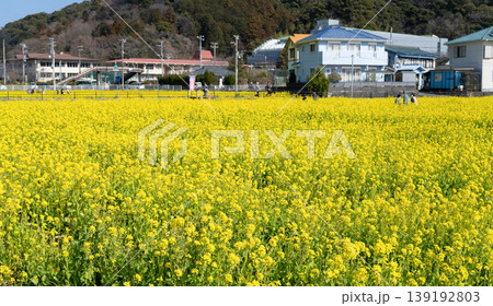 静岡県賀茂郡南伊豆町 みなみの桜と菜の花まつり 静岡県賀茂郡南伊豆町 みなみの桜と菜の花まつり 139192803