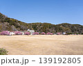 静岡県賀茂郡南伊豆町　河津桜が咲く青野川ふるさと公園 139192805
