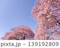 静岡県賀茂郡南伊豆町　河津桜 139192809