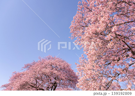 静岡県賀茂郡南伊豆町　河津桜 139192809