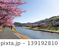 静岡県賀茂郡南伊豆町　河津桜 139192810