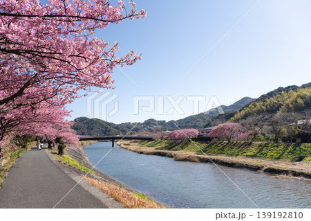 静岡県賀茂郡南伊豆町　河津桜 139192810