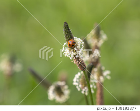 ヘラオオバコの花とテントウムシ ヘラオオバコの花とテントウムシ 139192877