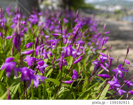 花壇に咲いたシランの花 139192911